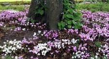 Hardy cyclamen hederifolium for sale  FOWEY