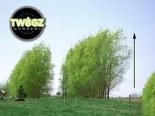 Hybrid willow starts for sale  Lehi