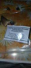 Fossil mosasaur dinosaur for sale  SALTBURN-BY-THE-SEA