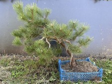 Gros pré bonsai d'occasion  Nogent-sur-Marne
