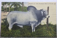 bull brahman for sale bull brahman for sale Wilmington