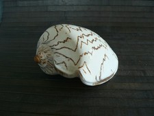 Coquillage collection long d'occasion  Pavilly