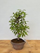 Bonsai dreispitzahorn 4842 gebraucht kaufen  Böhl-Iggelheim