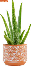 Costa farms aloe for sale  Saddle Brook