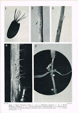 Eggs water boatman for sale  DEREHAM