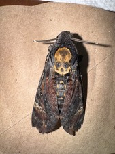 Death head hawk for sale  Nunica