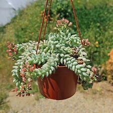 Sedum burrito donkey for sale  Oceanside