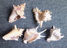 fossil crab for sale  SETTLE