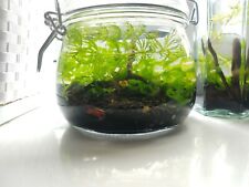 Self sustaining ecosphere for sale  STOKE-ON-TRENT