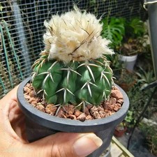 Rara pianta cactus usato  Spedire a Italy
