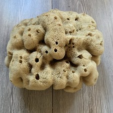 Spugna mare naturale usato  Parma