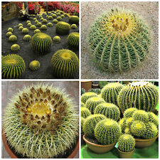 Graines echinocactus grusonii usato  Nizza di Sicilia