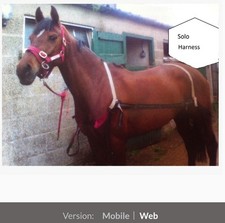 Solo equestrian horse for sale  WYMONDHAM