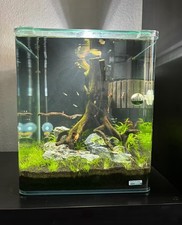 Dennerle nanocube 30l gebraucht kaufen  Kalefeld