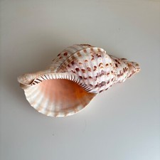 Triton trumpet conch for sale  San Diego