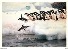 Animaux oiseaux oiseaux d'occasion Animaux oiseaux oiseaux d'occasion  Fruges