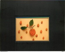 Fruits cpm scans d'occasion  Fruges