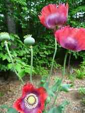 Exotic strains poppy for sale  Vista