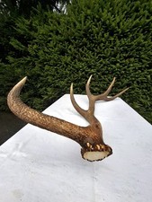 Abwurfstange vom rothirsch gebraucht kaufen Abwurfstange vom rothirsch gebraucht kaufen  Freihung