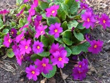 Staude garten teppich gebraucht kaufen  Pinneberg