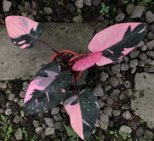 Philodendron Black Cherry, usado comprar usado  Enviando para Brazil
