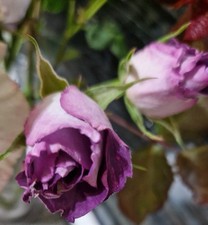 Purple rose cuttingsx2 for sale  COVENTRY