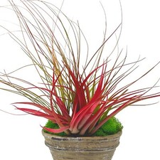 Tillandsia garden inch for sale  Apopka
