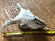 sheep skull for sale sheep skull for sale UK