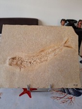 Fisch fossilien solnhofen gebraucht kaufen  Xanten