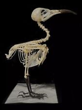 Skeleton bee eater for sale  LLANELLI