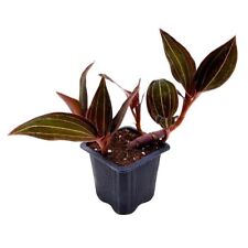 Bubbleblooms black jewel for sale  Apopka