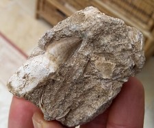 Mosasaur tooth cretaceous for sale  BURGESS HILL