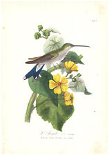 Gravure oiseau angele d'occasion  Montargis