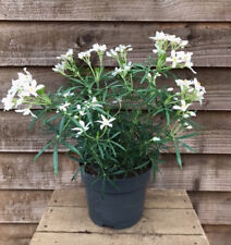 Choisya white dazzler for sale  YORK