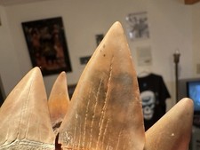 Quad mako tooth for sale  Ripley