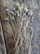 English dried flower for sale  HEREFORD