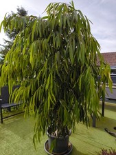 Ficus binnendijkii schmalbl gebraucht kaufen Ficus binnendijkii schmalbl gebraucht kaufen  Ölbronn-Dürrn
