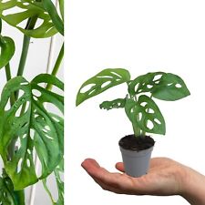 Monstera obliqua monkey for sale  GLASGOW