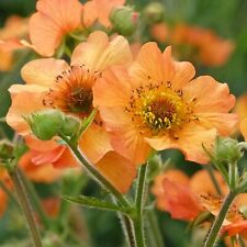 Geum totally tangerine for sale  UK