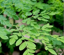 Live organic moringa for sale  Savannah