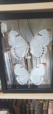 Papillons entomologie morpho d'occasion  Couëron