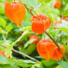 Chinese lantern physalis for sale  ASHFORD