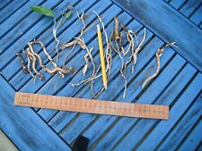 One horseradish root for sale  BRAUNTON
