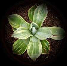 Agave parryi var usato  Napoli