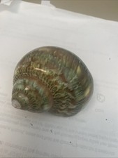 Brown spotted turbos for sale  Sanibel