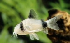 Panda corydoras cory for sale  De Leon Springs