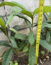 Loquat fruit tree for sale  Highland