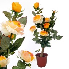 Rosenpflanze weiß gelb gebraucht kaufen  Strausberg