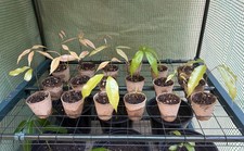 Sweet lychee seedling for sale  Irvine