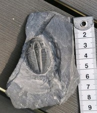 Fossil trilobit gebraucht kaufen  Paderborn